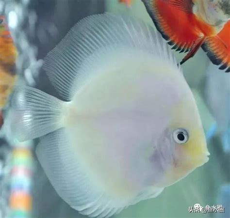 七彩神仙魚壽命